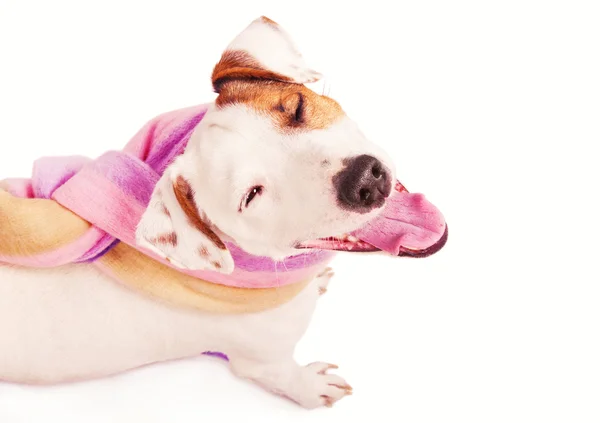 Cute funny jack russell terrier wearing a shawl — Stock Photo, Image