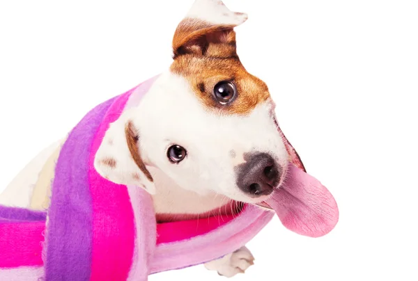 Bonito engraçado jack russell terrier vestindo um xale — Fotografia de Stock