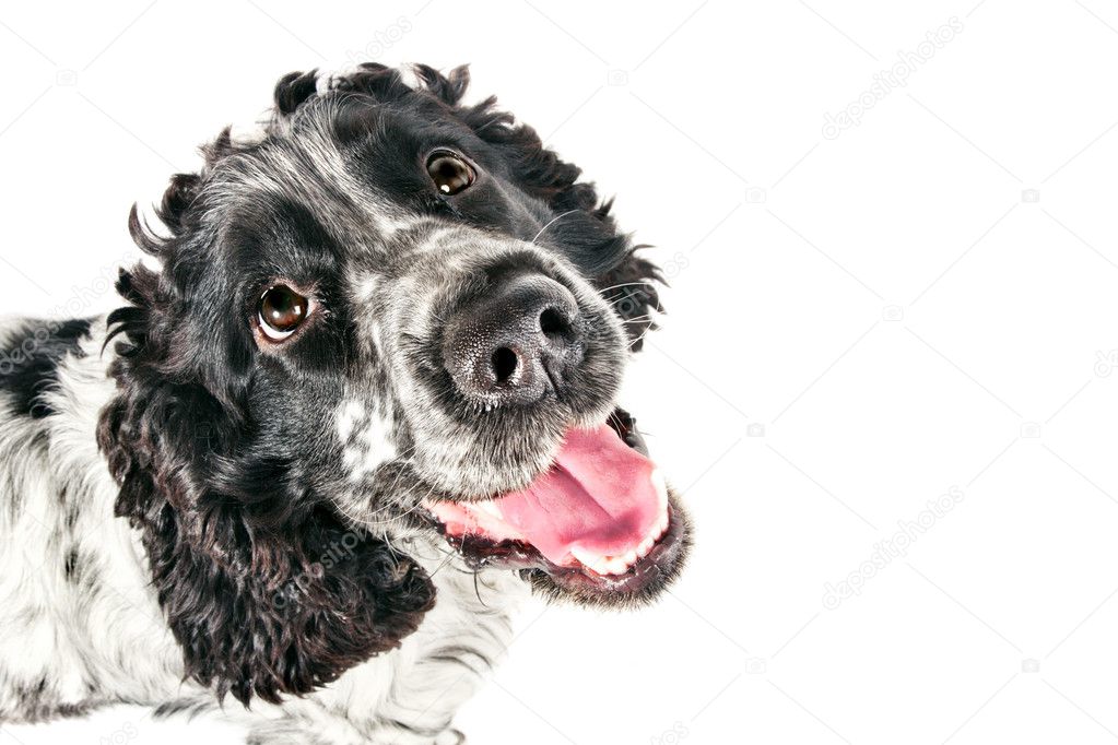Funny black and white english cocker spaniel looking up