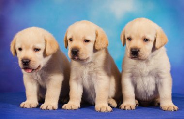 mavi zemin üzerine sarı labrador retriever yavruları