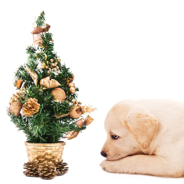 Labrador retriever cachorro que coloca por uma pequena árvore de Natal — Fotografia de Stock