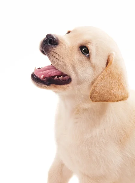2 maand oude labrador retriever pup — Stockfoto