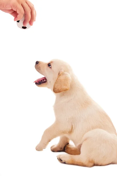 2 month old labrador retriever puppy wants to play — Stock Photo, Image