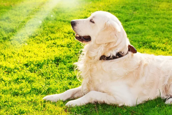 Golden Retriever çimlerde yatıyor.