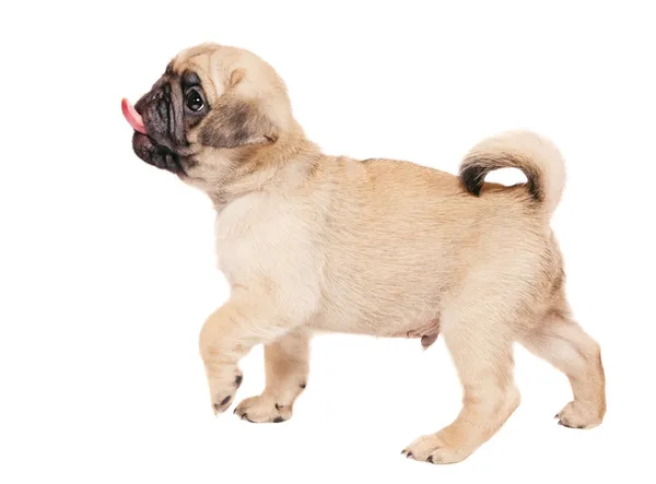 Cute beige pug puppy isolated on white — Stock Photo, Image