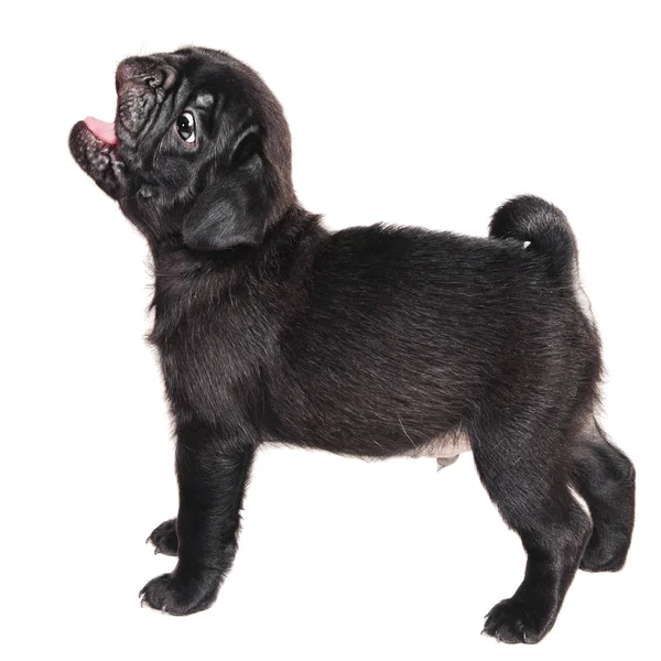 Carino abbaiando cucciolo di carlino nero isolato su bianco — Foto Stock