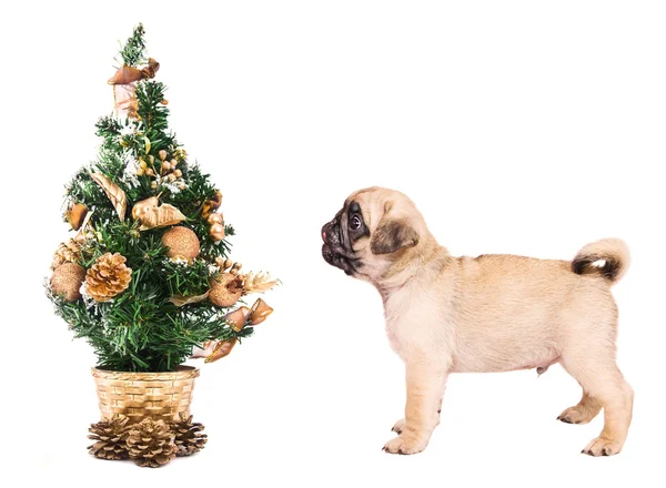 Pug puppy met een kleine kerstboom — Stockfoto