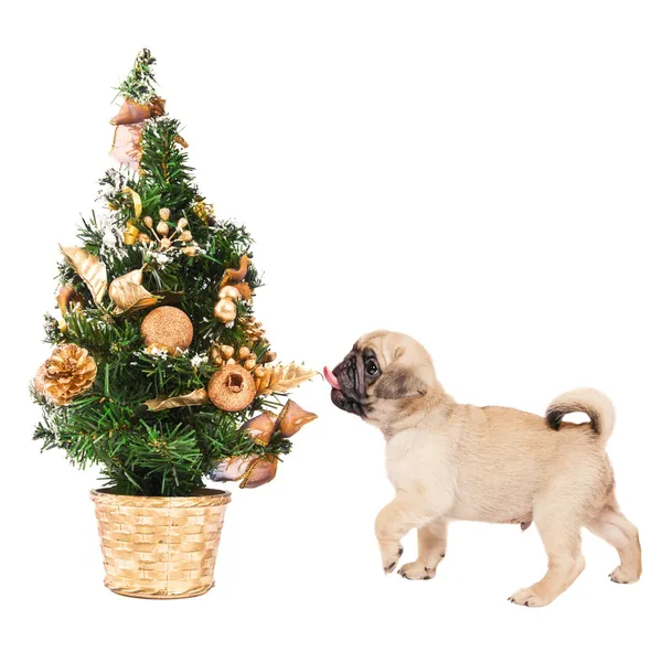 Cucciolo di carlino con un piccolo albero di Natale — Foto Stock