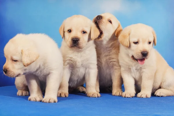Yellow labrador retriever puppies on blue background — Stock Photo, Image
