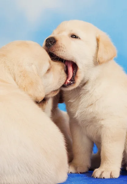 Dos cachorros Labrador retriever jugando — Foto de Stock