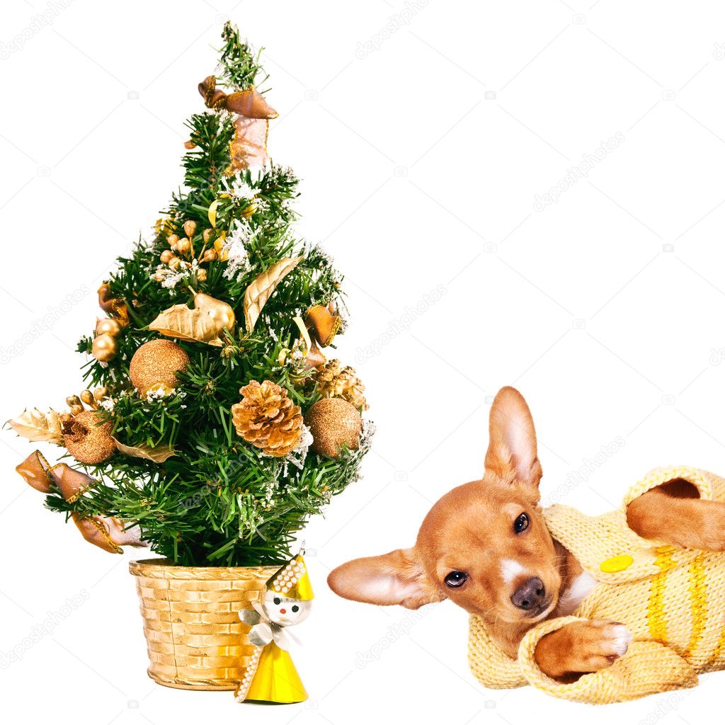 Doberman pincher puppy laying next to a Christmas tree