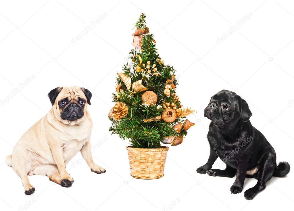 Two pugs sitting by a Christmas tree