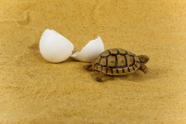 Little tortoise clipart