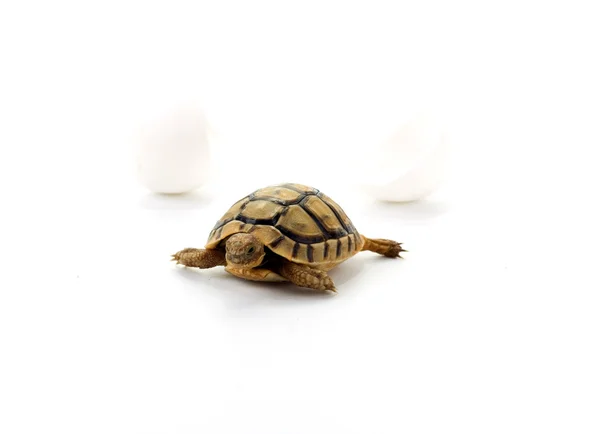 Маленькі черепахи — стокове фото