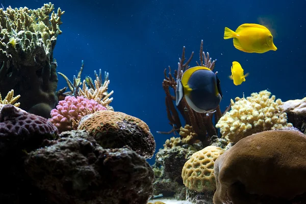 Aquário com peixes e corais — Fotografia de Stock