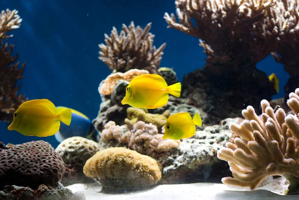 Аквариум с рыбой и кораллами — стоковое фото