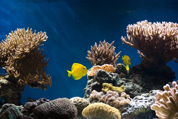 Akvarium med fiskar och koraller — Stockfoto