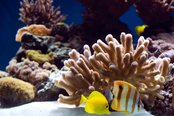 Аквариум с рыбой и кораллами — стоковое фото