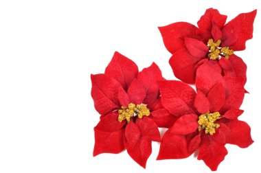 Poinsettias flower clipart