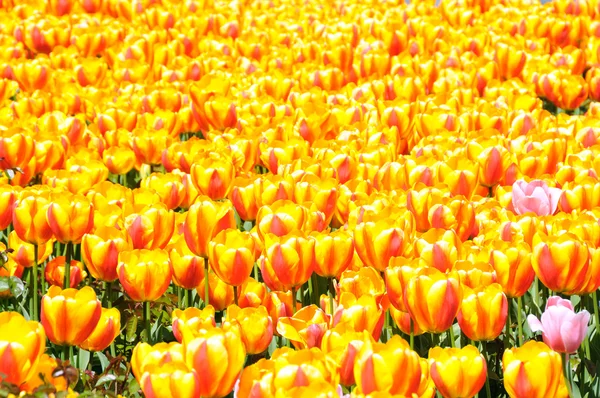 Campo di tulipano primaverile — Foto Stock