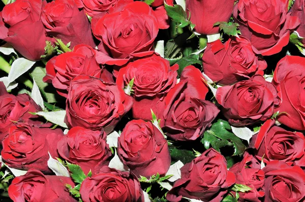 Κόκκινα τριαντάφυλλα — Φωτογραφία Αρχείου