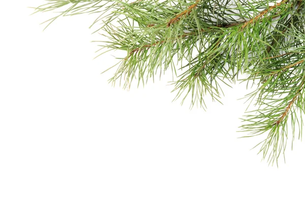 Karácsonyfaágak — Stock Fotó