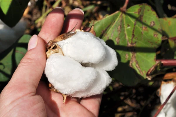 stock image Ripe cotton boll