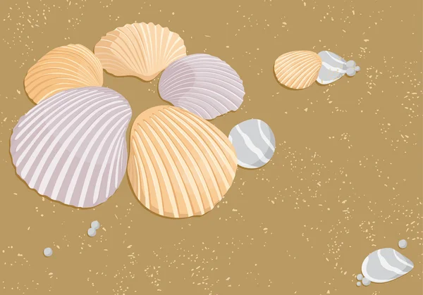 Vector seashells — Stock Vector