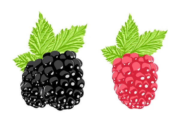 矢量莓果 — 图库矢量图片