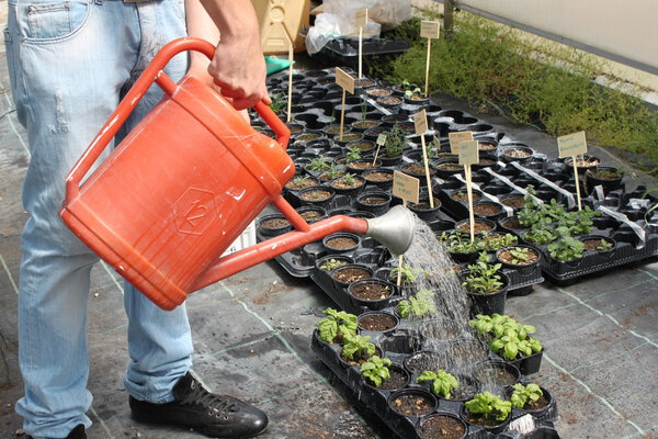 Садоводство