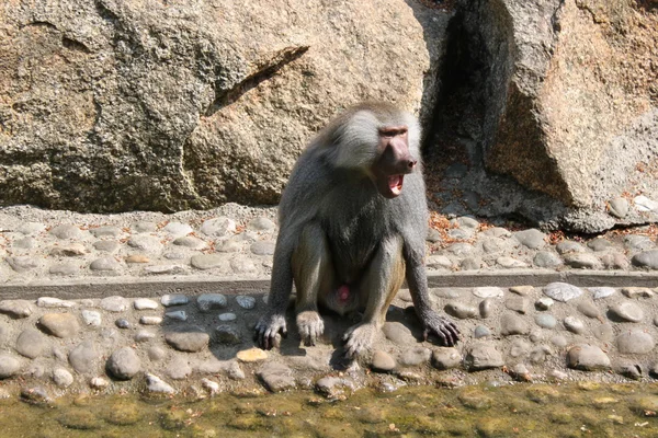 Baboon — Fotografie, imagine de stoc