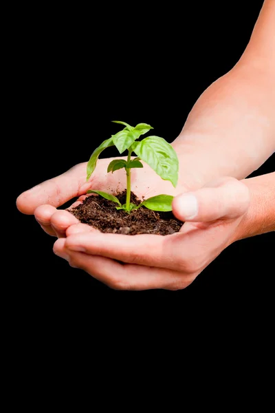 stock image Man who holds plant