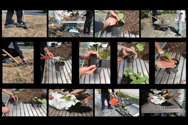 Giardinaggio collage — Foto Stock