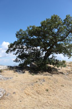 Bitkiler ve Ağaçlar