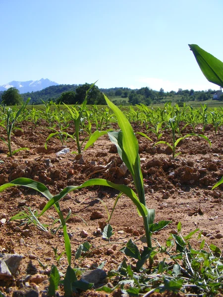 Кукуруза выросла — стоковое фото