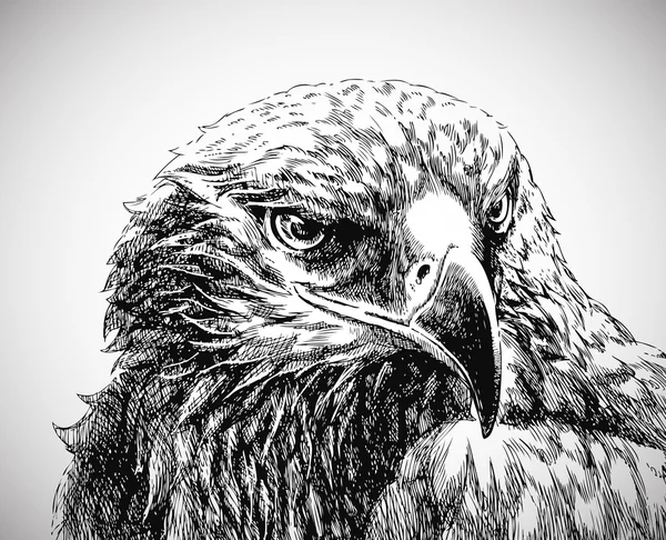Eagle illustration — Stock Vector