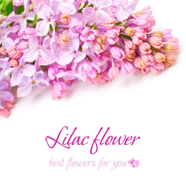 Flor de lila sobre blanco - Fondo floral —  Fotos de Stock