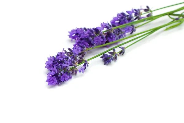 Lavendelzweige isoliert auf weißem Hintergrund — Stockfoto
