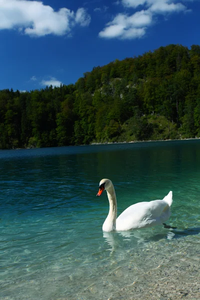 Cisne branco bonito em azul Alpes lago — Fotografia de Stock