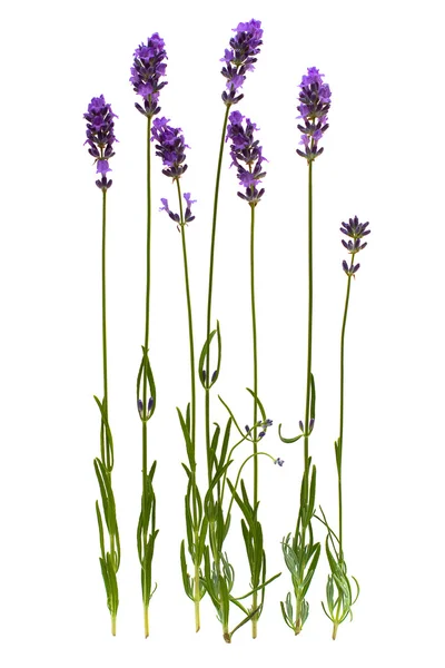 Lavendelstamm isoliert auf weißem Hintergrund — Stockfoto