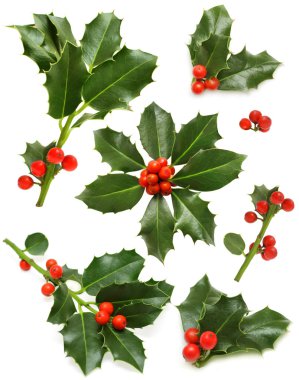 Christmas holly set - green leaf, red berry and twig