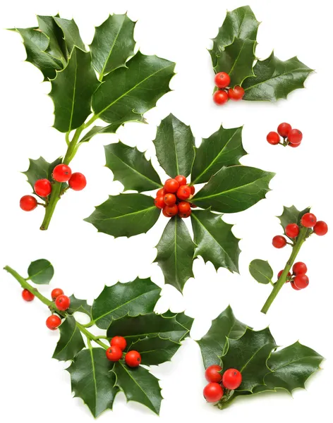 Set de acebo de Navidad - hoja verde, baya roja y ramita —  Fotos de Stock