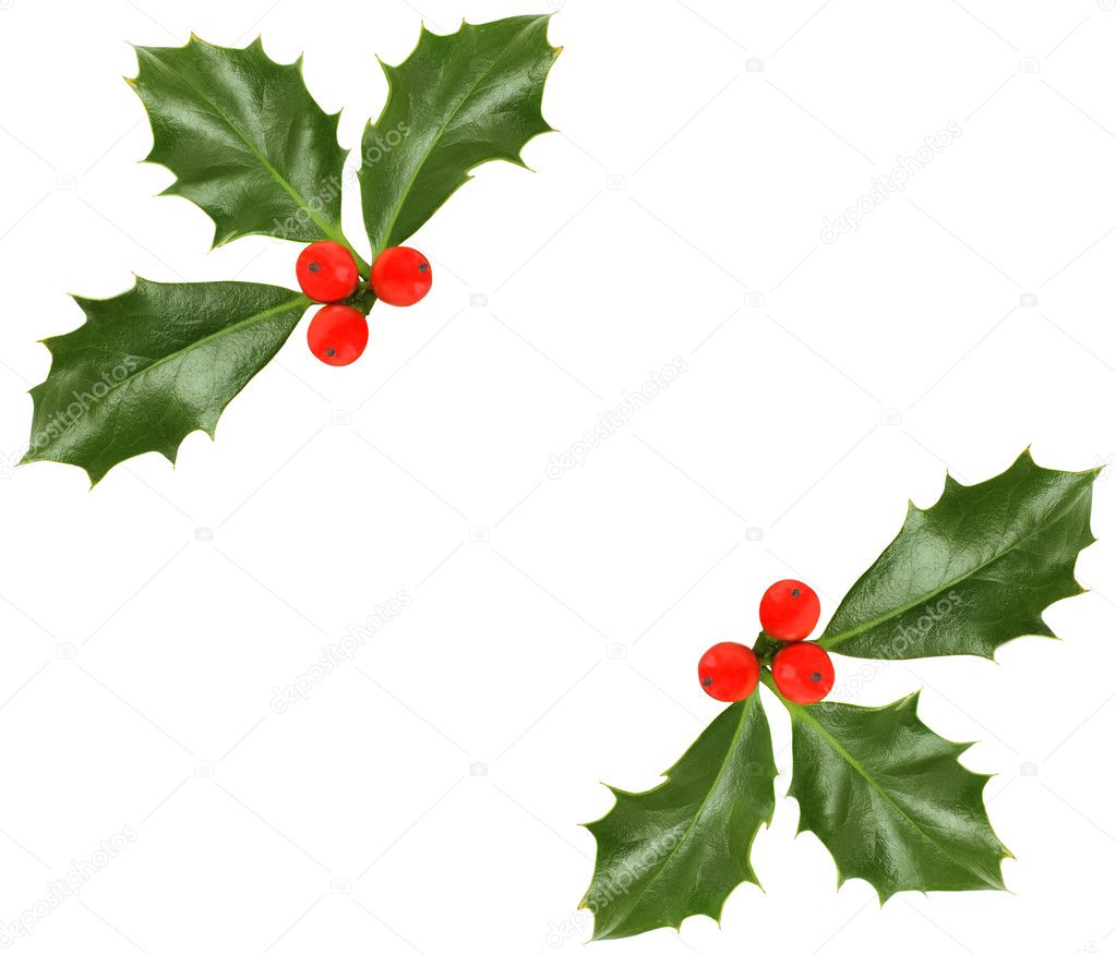 Christmas holly isolated - design element