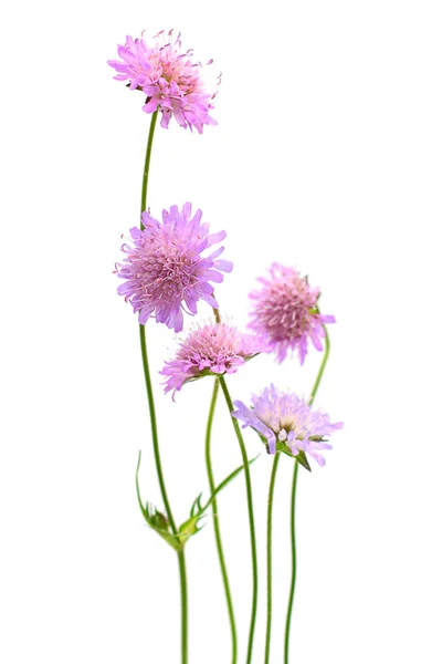 Beyaz arkaplanda izole edilmiş çiçek — Stok fotoğraf