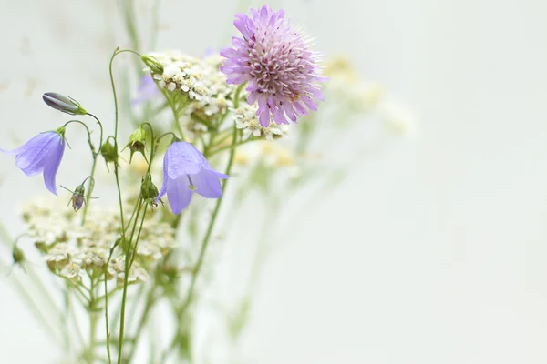 Arka plan ile kır çiçekleri tebrik kartı — Stok fotoğraf