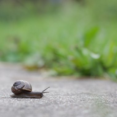 Snail on green foliage background clipart