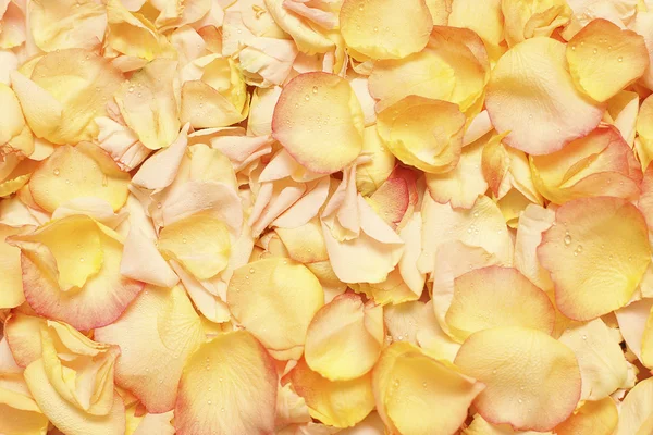 Petali di Rosa con goccia d'acqua - sfondo — Foto Stock