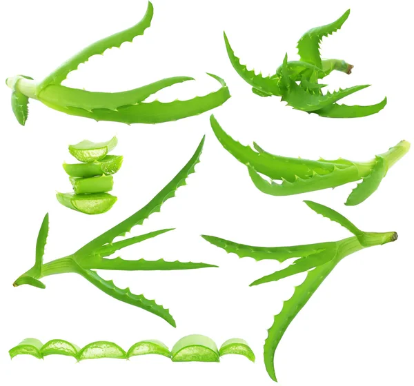 Aloe vera izolované - zelený list na bílém pozadí, nastavte — Stock fotografie