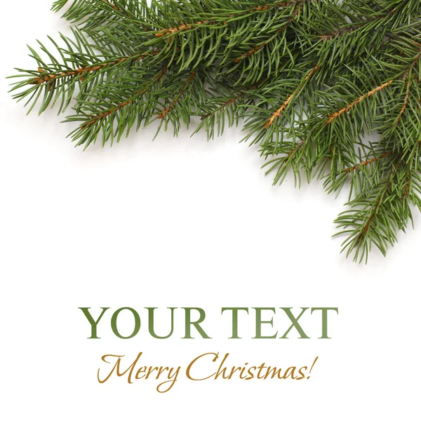 Ramo de árvore de Natal no fundo branco — Fotografia de Stock