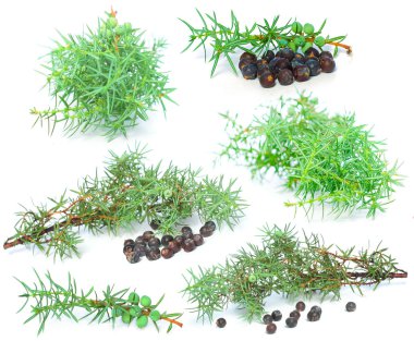 Juniper berry with green branch isolated on white background - s clipart